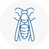 Normanton Wasp Nest Removal